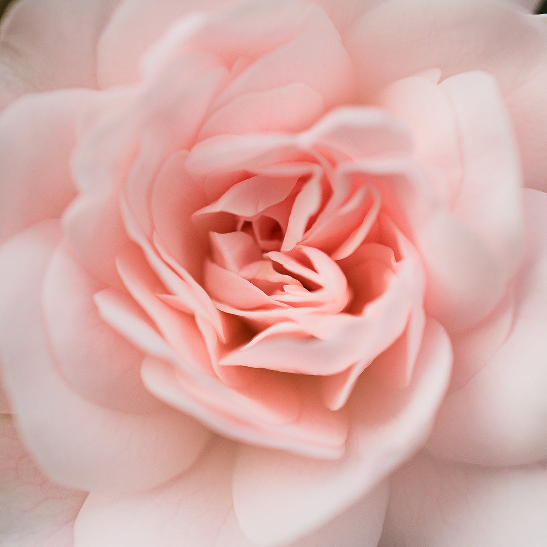 Der Best-of-Green-Award – Zwei Stars wurden auserkoren